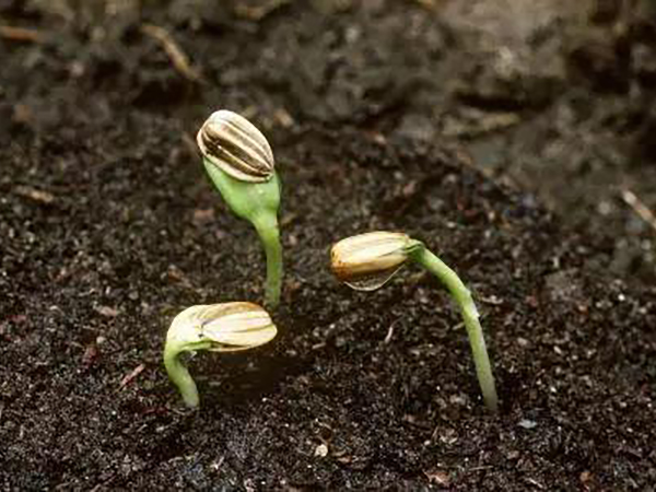 種子脫粒機的結構特點介紹